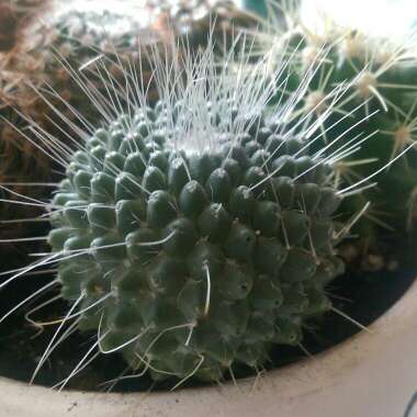 Mammillaria spinosissima 'Un Pico'