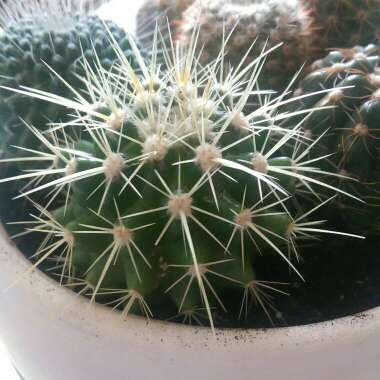 Echinocactus Grusonii