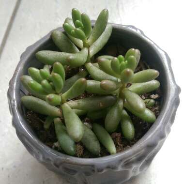 Sedum Rubrotinctum Dwarf 