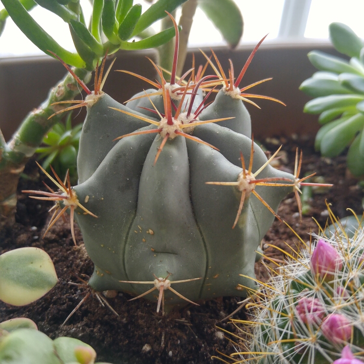 Plant image Ferocactus electracanthus syn. Ferocactus histrix