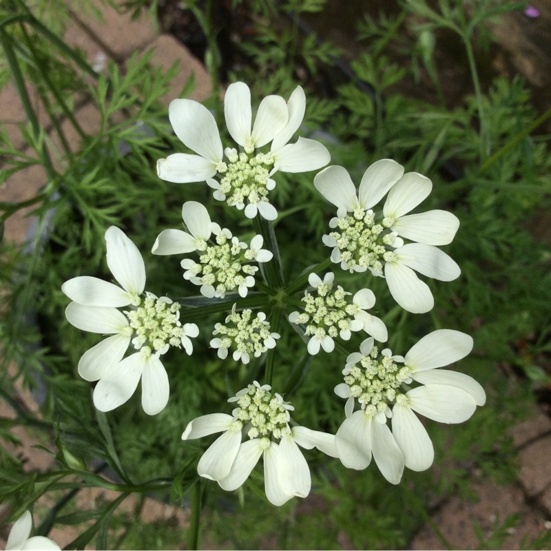 Plant image Orlaya Grandiflora