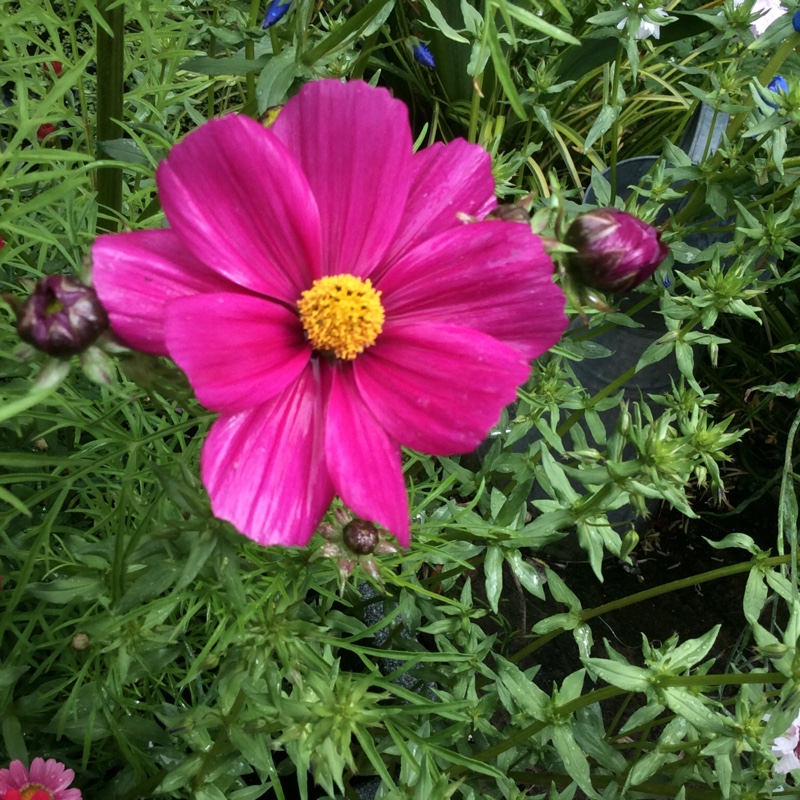 Plant image Cosmos Bipinnatus 'Sonata Carmine'