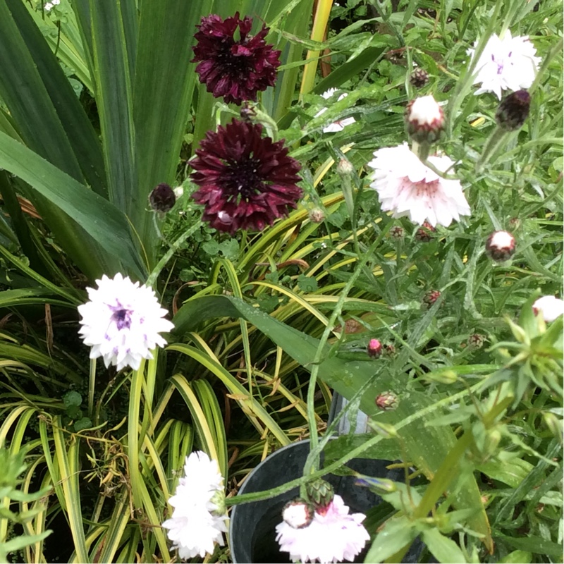 Plant image Centaurea cyanus 'Polka Dot Mix'