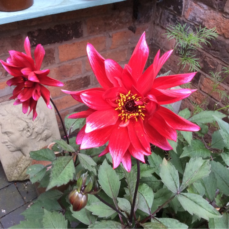 Plant image Dahlia 'Darkarin'