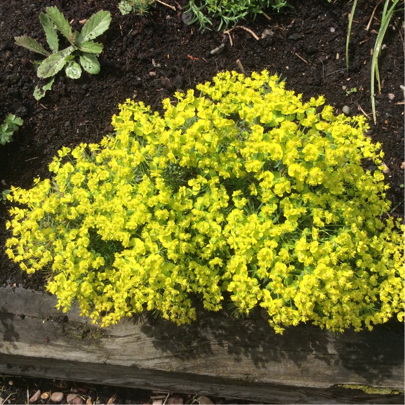 Plant image Euphorbia oblongata