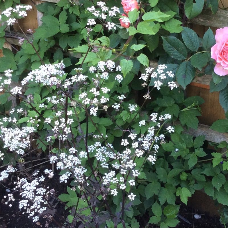 Plant image Anthriscus sylvestris 'Ravenswing'