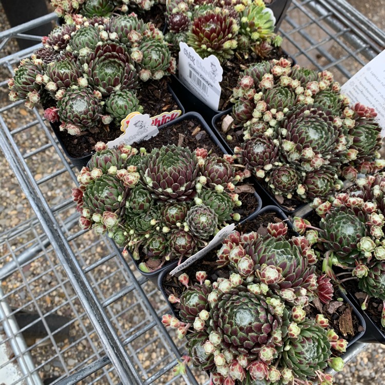 Plant image Sempervivum Arachnoideum Emily