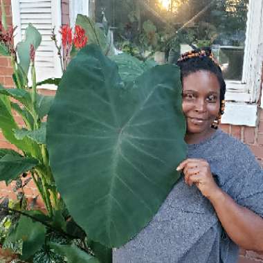 Colocasia esculenta  syn. Colocasia antiquorum