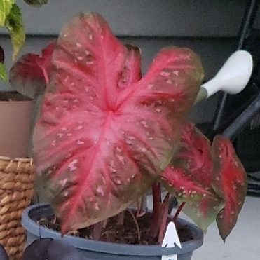 Plant image Caladium 'Hot Lips'