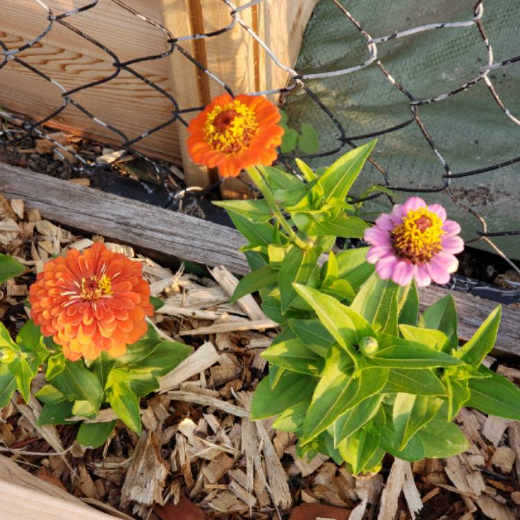 Plant image Zinnia elegans 'Cupid Reselected Mix' syn. Zinnia elegans 'Cupid Mix'