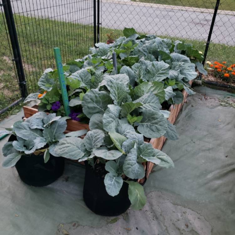 Plant image Brassica oleracea var. acephala