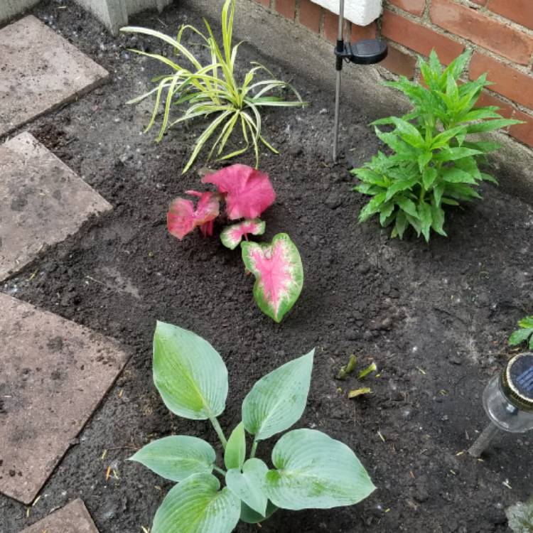 Plant image Caladium 'Fannie Munson'