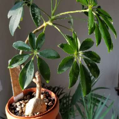 Schefflera arboricola