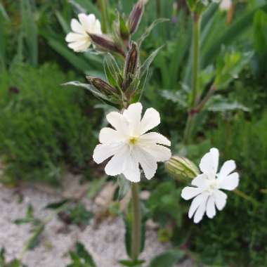 Silene latifolia