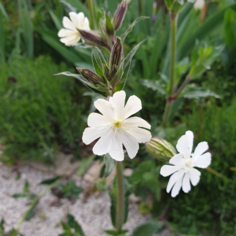 Plant image Silene latifolia