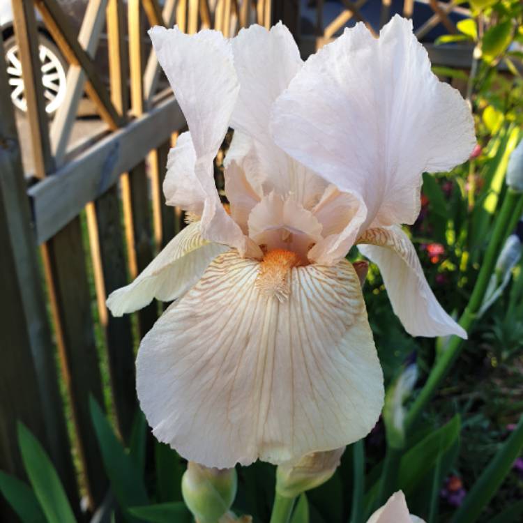 Plant image Iris x germanica 'Goodbye Heart'