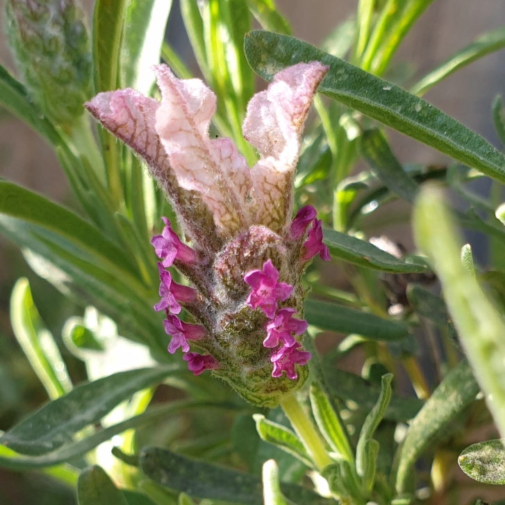 Plant image Lavandula stoechas 'Bentley' syn. Lavandula stoechas 'With Love'