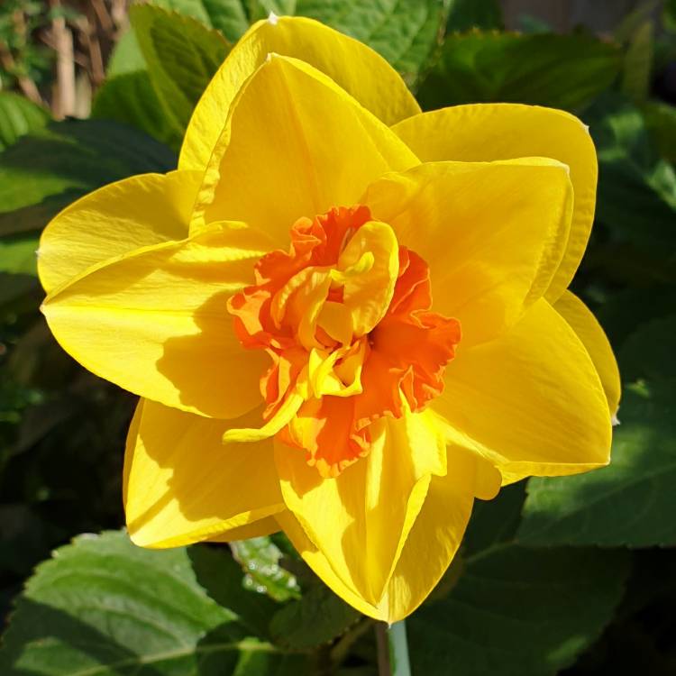 Plant image Narcissus 'Tahiti'