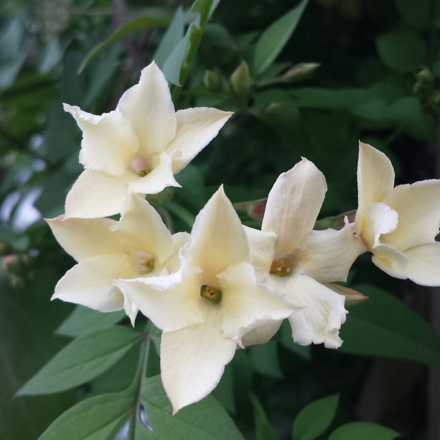 Plant image Jasminum officinale affine 'Clotted cream' (Devon Cream)