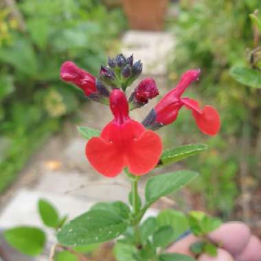 Salvia 'Royal Bumble'