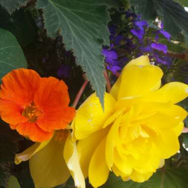 Begonia Super Cascade 'Apricot Shades'