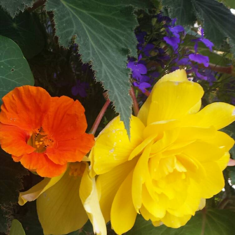 Plant image Begonia Super Cascade 'Apricot Shades'