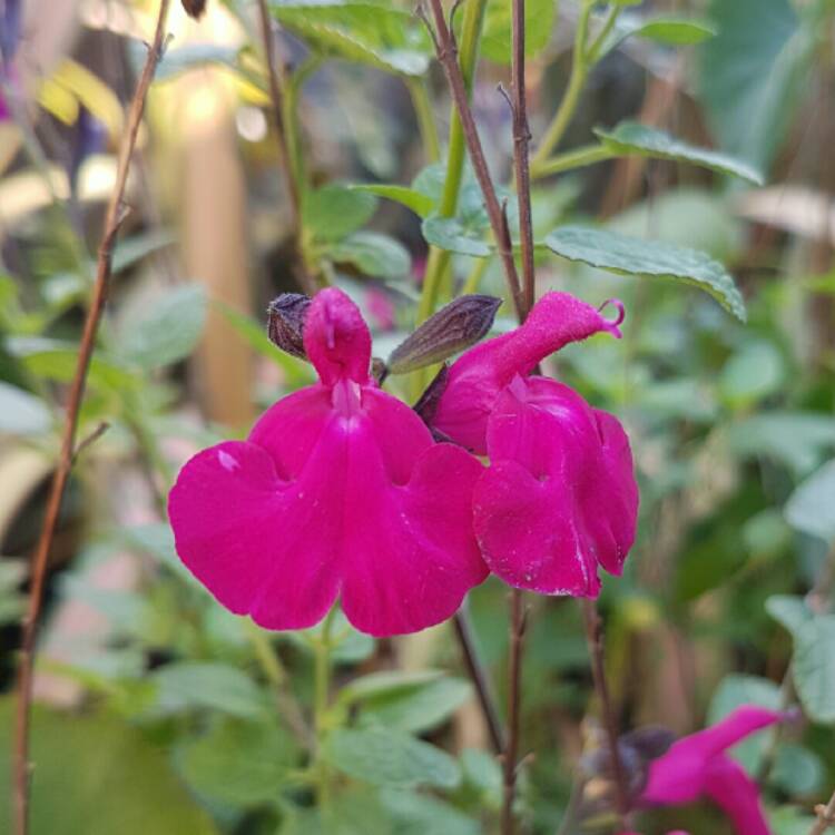 Plant image Salvia 'Dayglow'