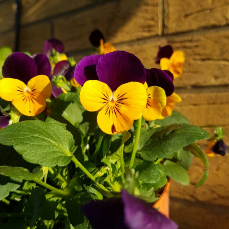 Plant image Viola x cornuta 'Sorbet Orange Duet'