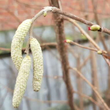 Corylus avellana