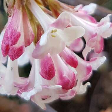 Viburnum x bodnantense 'Dawn'