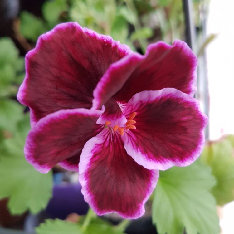 Plant image Pelargonium 'Regrebe' (Aristo Series) syn. Pelargonium 'Aristo Red Beauty'