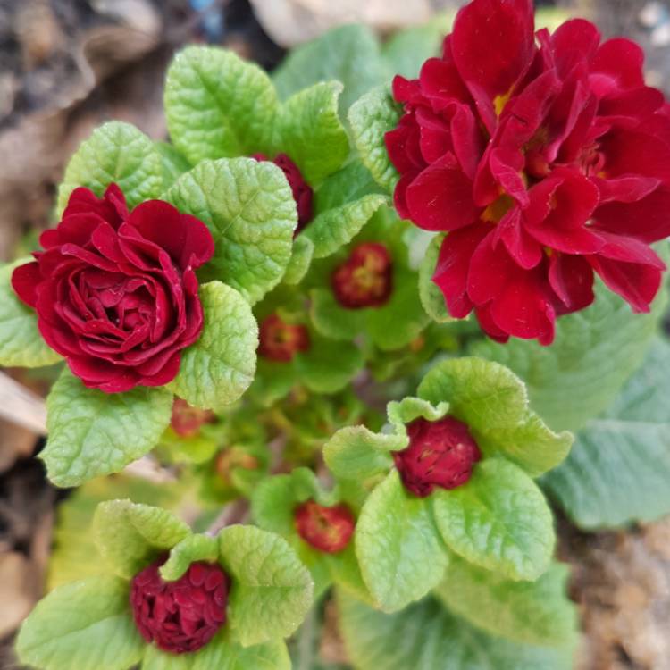 Plant image Primula belerina 'Valentine'