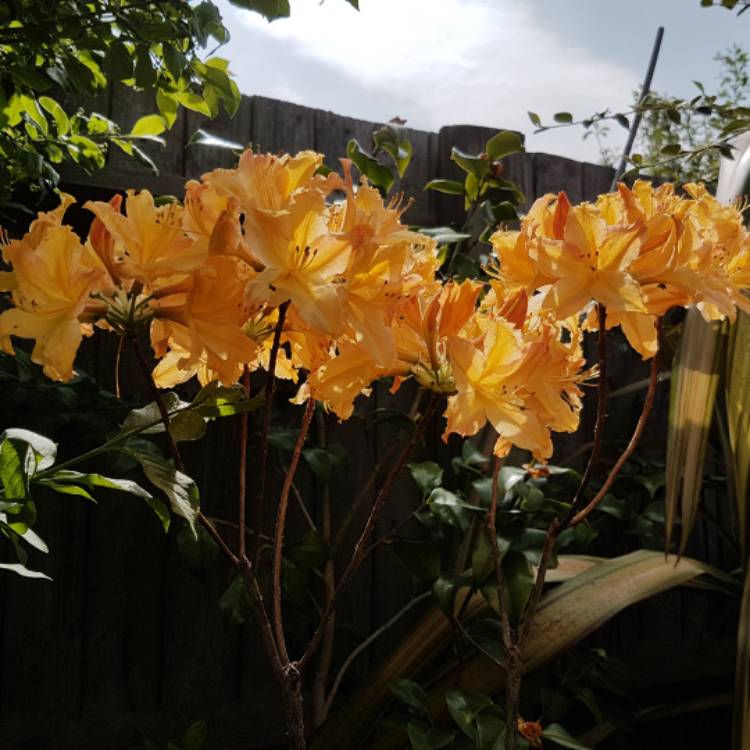 Plant image Rhododendron 'Klondyke'