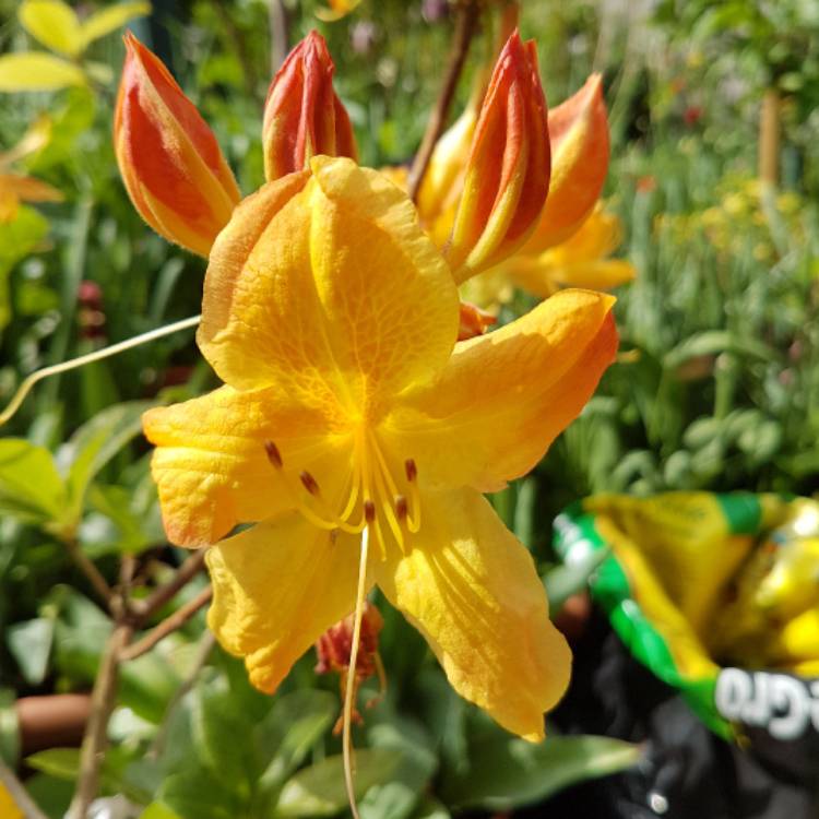 Plant image Rhododendron 'Arneson Gem'