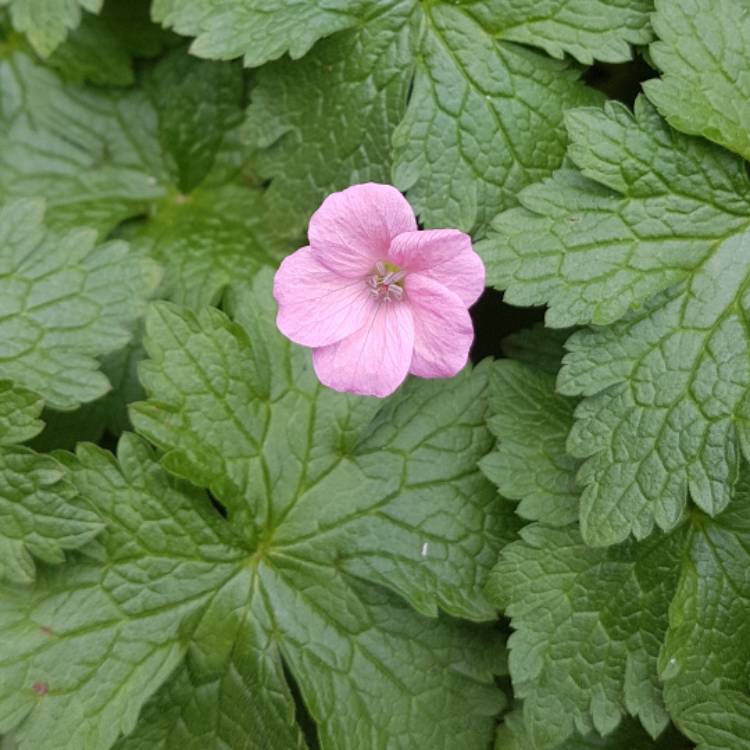 Plant image Geranium (Cinereum Group) 'Ballerina'