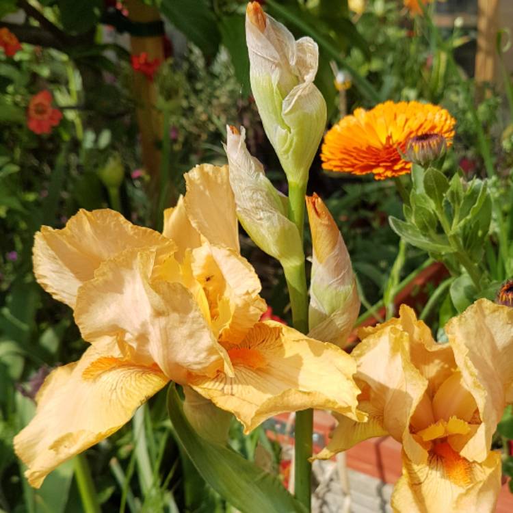 Plant image Iris x germanica 'Rocket'