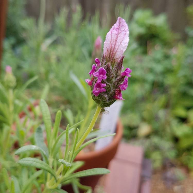 Plant image Lavandula stoechas 'Bentley' syn. Lavandula stoechas 'With Love'