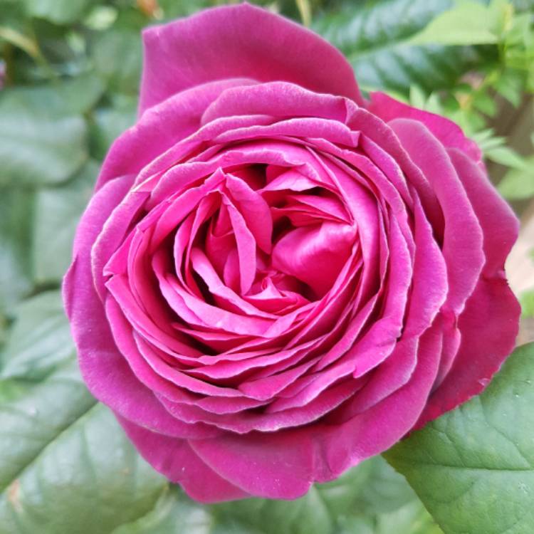 Plant image Rosa 'Tan04179' syn. Rosa 'Pure Poetry'