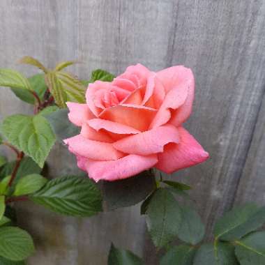 Rosa 'Leaping Salmon'