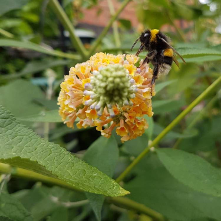 Plant image Buddleja x weyeriana 'Sungold'