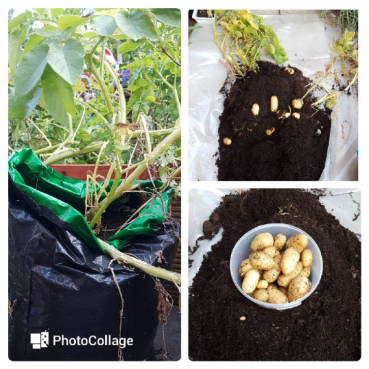 Plant image Solanum tuberosum 'Charlotte'