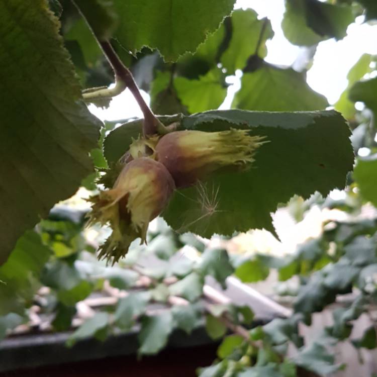 Plant image Corylus avellana