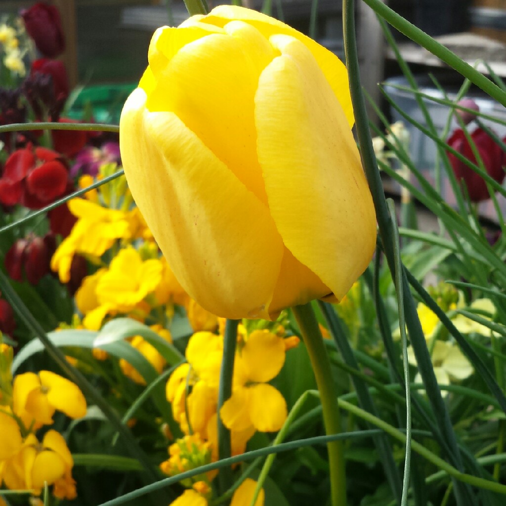 Plant image Tulipa 'Apricot Parrot'