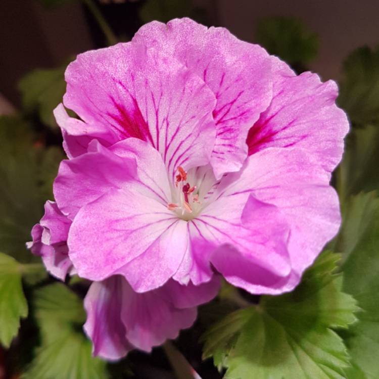 Plant image Pelargonium 'Regorch' (Aristo Series) syn. Pelargonium 'Aristo Orchid'