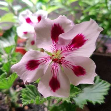 Pelargonium 'Regpurstri' (Aristo Series) syn. Pelargonium 'Aristo Purple Stripes'