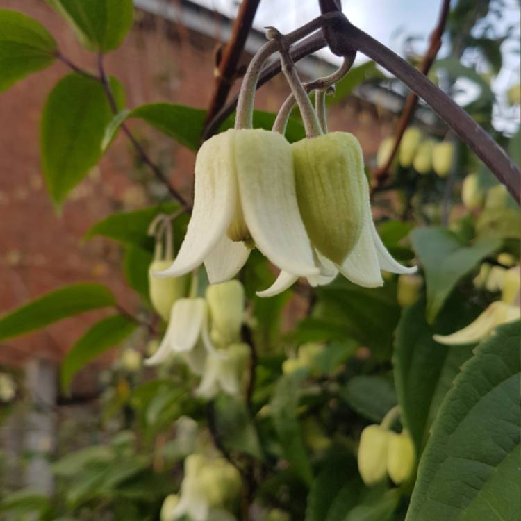 Plant image Clematis urophylla 'Winter Beauty'