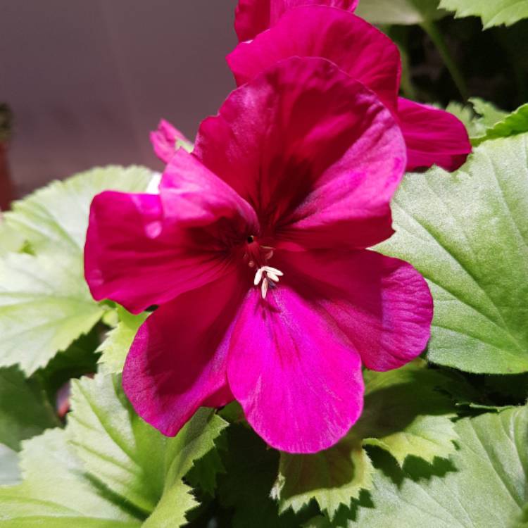 Plant image Pelargonium 'Regburg' (Aristo Series) syn. Pelargonium 'Aristo Burgundy'