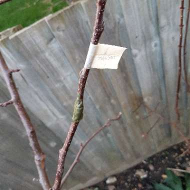 Malus domestica 'Elstar'