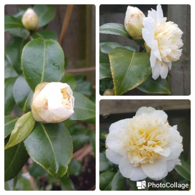 Plant image Camellia japonica 'Brushfield's Yellow'