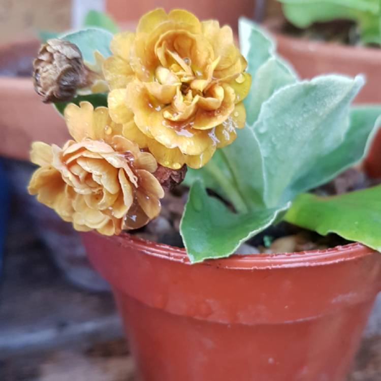 Plant image Primula auricula 'Luna Eclipse'